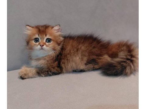 Safkan brıtısh golden erkek yavru