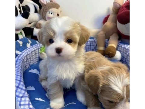0 numara maltipoo yavrular (tuvalet eğitimli)