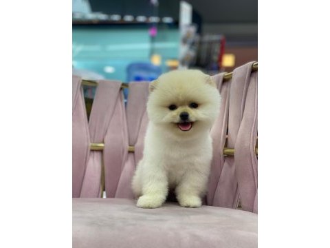 Orijinal yavru pomeranian boo
