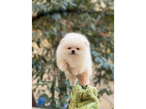 Orjinal pomeranian