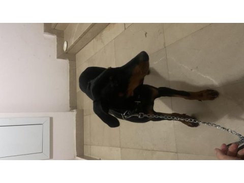 Yetiştirilmiş doberman köpeği