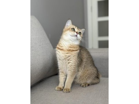 Ny11 dişi british shorthair