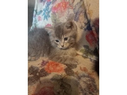 Yavru british shorthair
