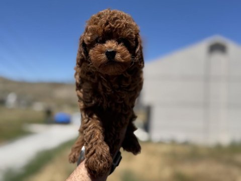 Show kalite kore toy poodle lar ziyarete açık