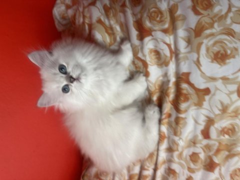 Son erkek yavru british longhair