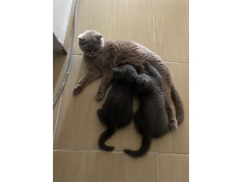 Bebiş kedilerim ailelerini bekliyor