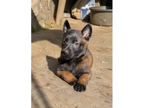 Dişi belçika kurdu (malinois) yavrusu