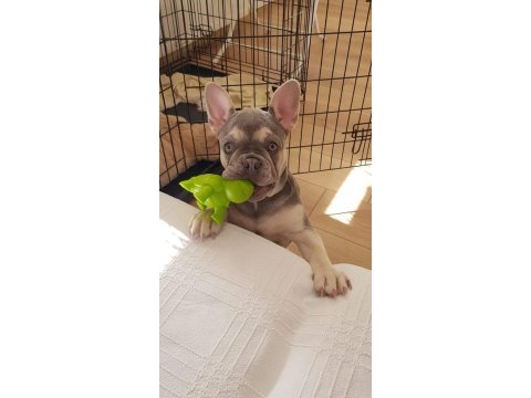 Lilac tan quad french bulldog