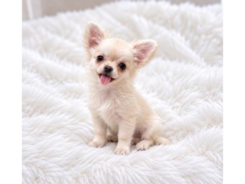 Longhair chihuahua wc eğitimli