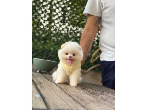 Yavru pomeranian booları