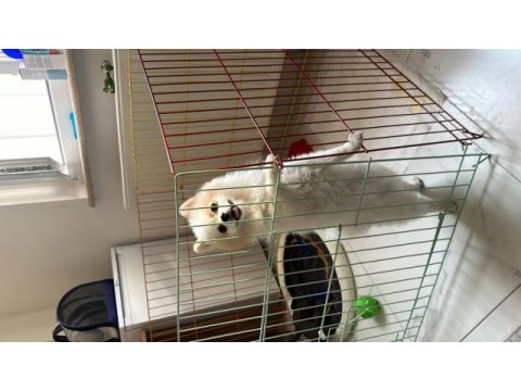 Pomeranian boo