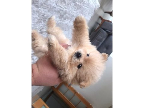 Pomeranian boo erkek dosta gider fp