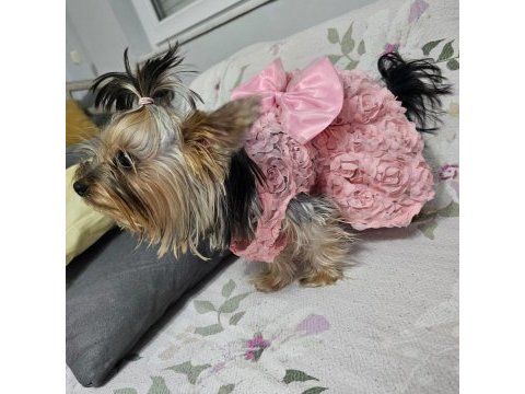 Dişi 8 aylık yorkshire terrier