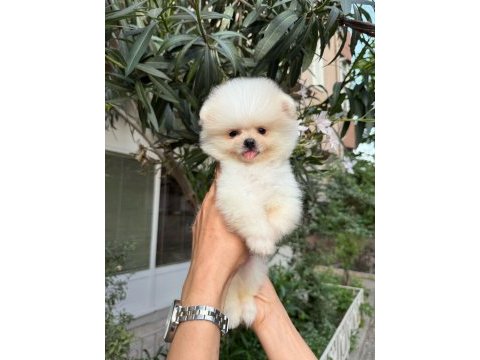 Orjinal pomeranian boo köpekler