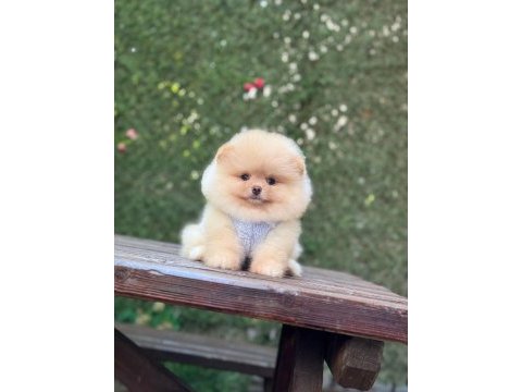 Yavru pomeranian boolarımız