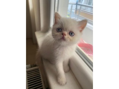 Yakışıklı yaklaşık 2 aylık chinchilla bebek