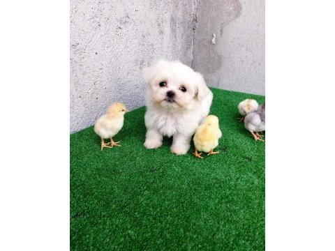0 numara maltese terier bebekler