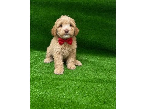 Maltipoo bebekler