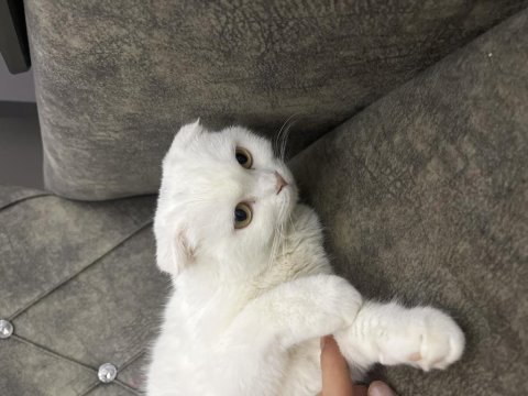 Scottish fold kedime yuva arıyorum