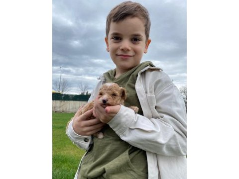 Toy poodle yavrular