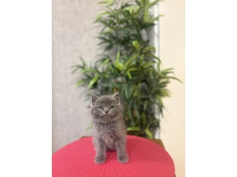 Bebek yüz british shorthair yavrular