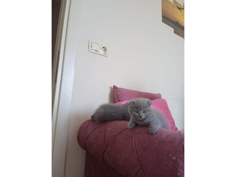 Güzeller güzeli dişi ve erkek scottish fold yavrularım