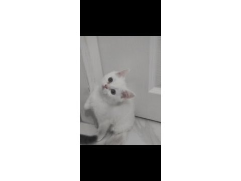 Beyaz ve gri 3,5 aylık erkek british shorthair yavrular