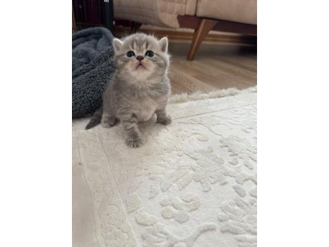 35 günlük oyuncu yavru kediler