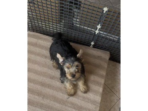 Safkan yakışıklı köpeğimiz