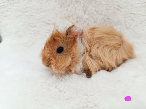 Guinea pig bebekler