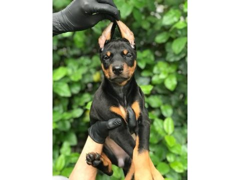 Harika dişi doberman bebekler