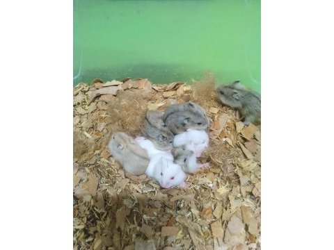 80 civarı toptan gonzales hamster
