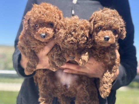 Anrada ziyarete açık show kalite toy poodle yavrular