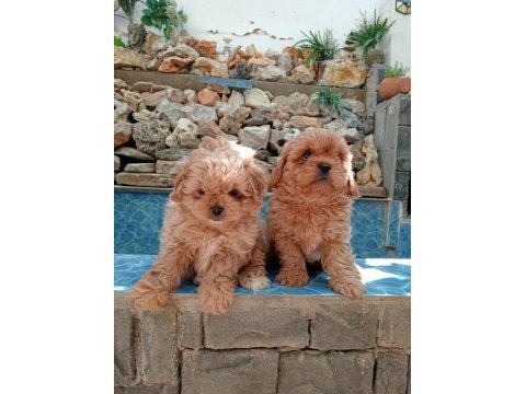 Maltipoo yavrular
