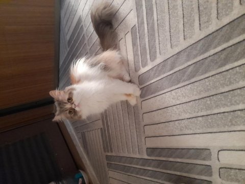 İran kedileri