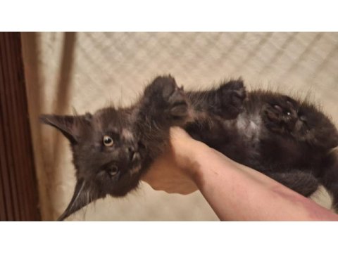 Safkan dev maine coon yavrular full şecere