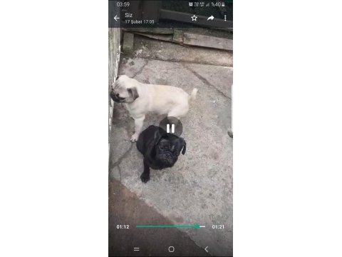 Orjinal sıfır burun ve kuyruk dişi ve erkek pug