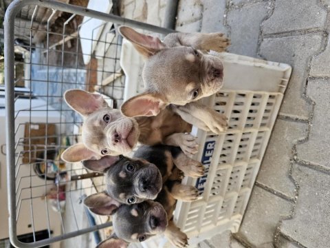 Premium kalite french bulldog yavruları