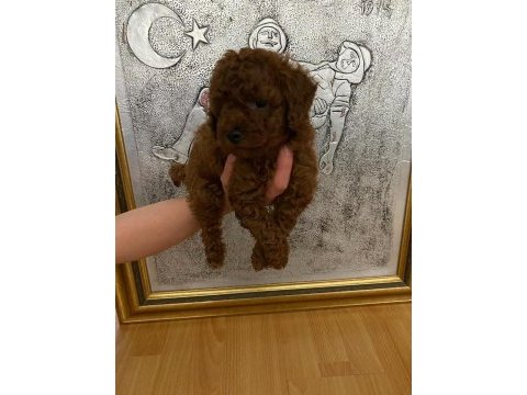 Red brown poodle yavrularim orijinal