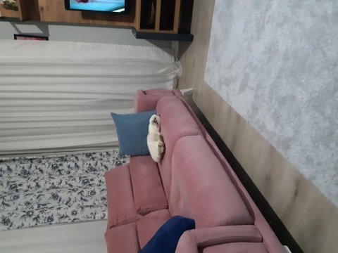 3 yaşında erkek kedim