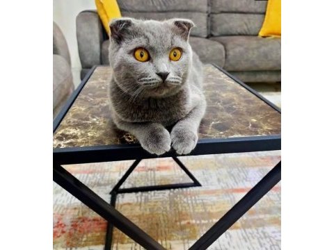 Sahiplendirilecek scottish fold