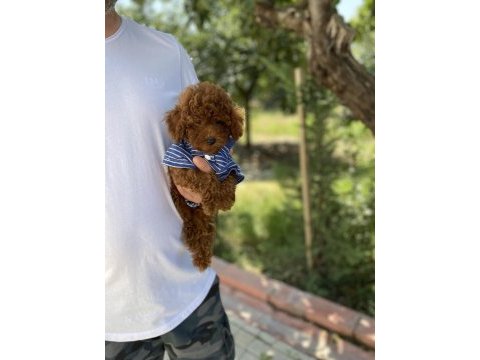 Poodle bebekler