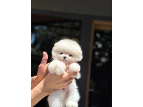 Karbeyaz pomeranian boo