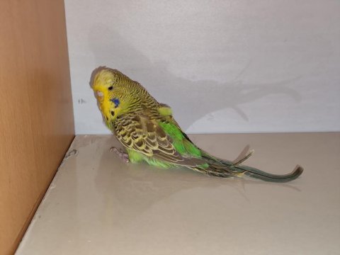 Satılık jumbo muhabbet kuşu