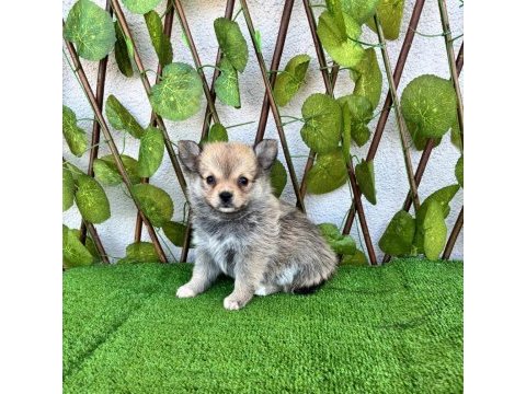 Spitz pomeranian