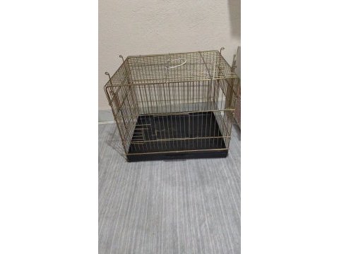 Jumbo yavru alınmış takım muhabbet kuşu
