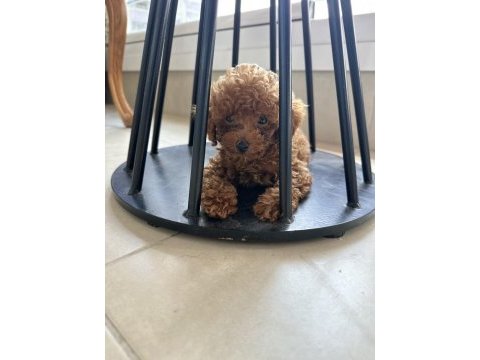 Orjinal ırk garantili toy poodle