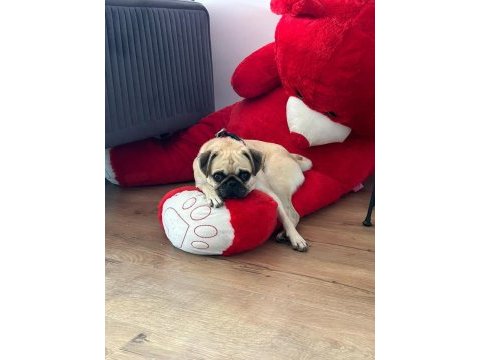 Dişi pug 1 yaşında köpeğimiz