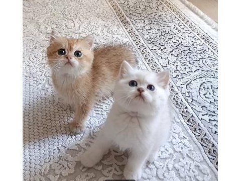 Safkan british shorthair yavrular