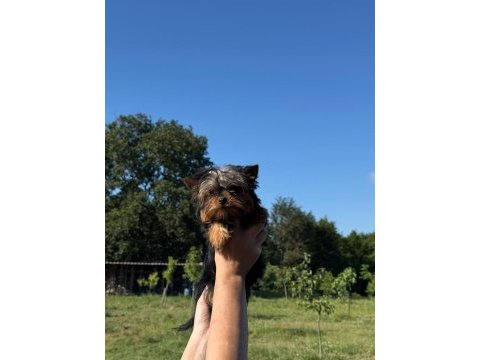 Yorkshire terrier teacup bebekler